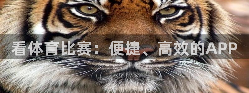 看体育比赛：便捷、高效的APP